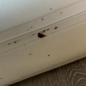 bed bug extermination prices in Etobicoke