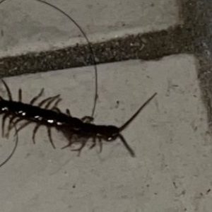 pest management in Etobicoke