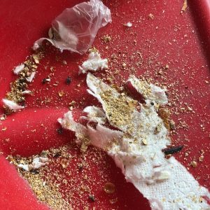 cockroach extermination etobicoke