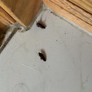 Professional cockroach Removing Etobicoke