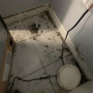 Local Pest Control Service Etobicoke