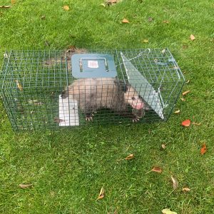 AFFORDABLE Opossum REMOVAL Etobicoke