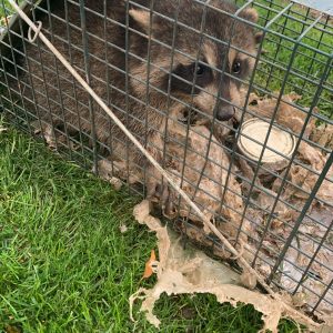 Relaible raccoon removal Etobicoke