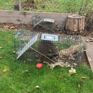 best raccoon control etobicoke