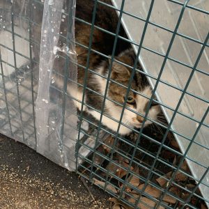 Exterminator Services in Etobicoke