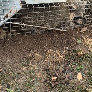 Trusted raccoon removal Etobicoke