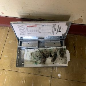 Rodent extermination prices in Etobicoke