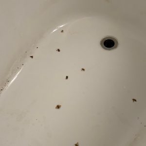 Local Pest Control Service Etobicoke