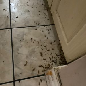 Top-rated Pest Control in Etobicoke