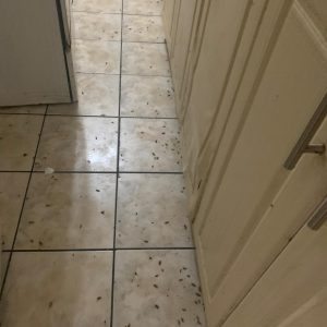 Pest Removal Solutions in Etobicoke