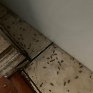 effective and affordable extermination Etobicoke